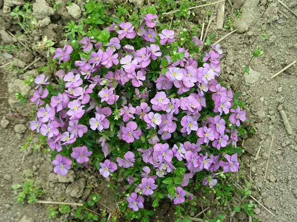 pansy in flower